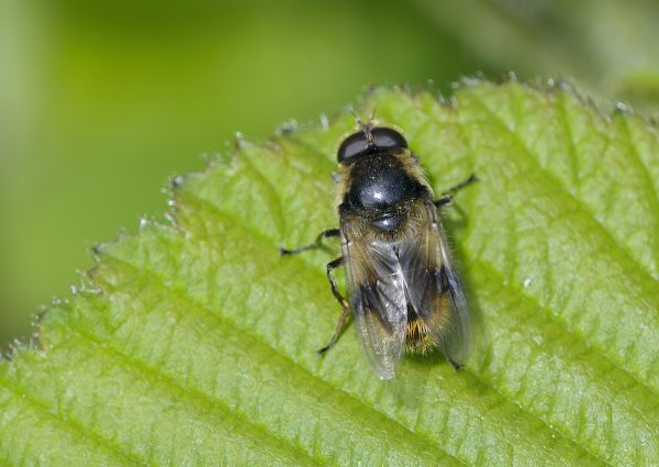 Cheilosia illustrata