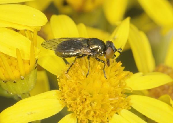 Lejogaster metallina