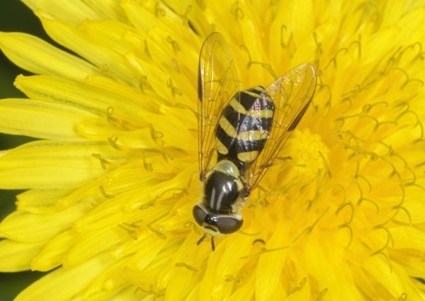 Dasysyrphus albostriatus
