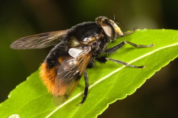 Volucella bombylans buff tailed