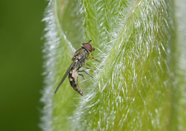 Platycheirus tarsalis