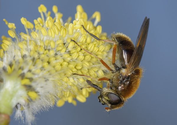 Cheilosia albipila