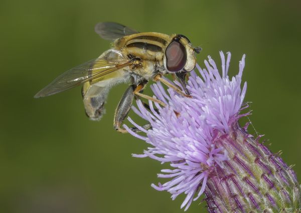 Helophilus trivittatus
