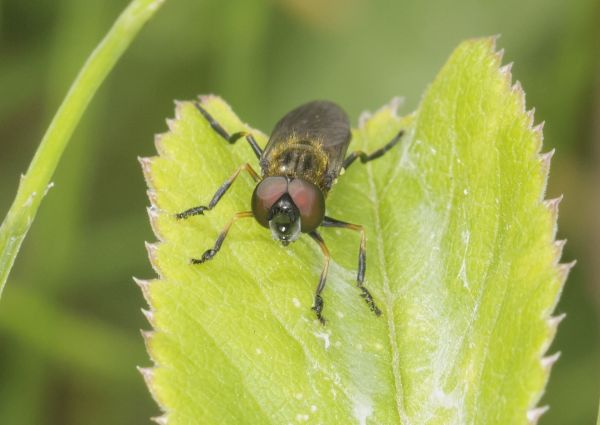 Platycheirus granditarsus