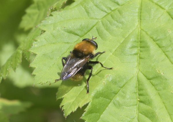 Criorhina berberina