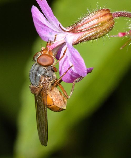 Rhingia rostrata