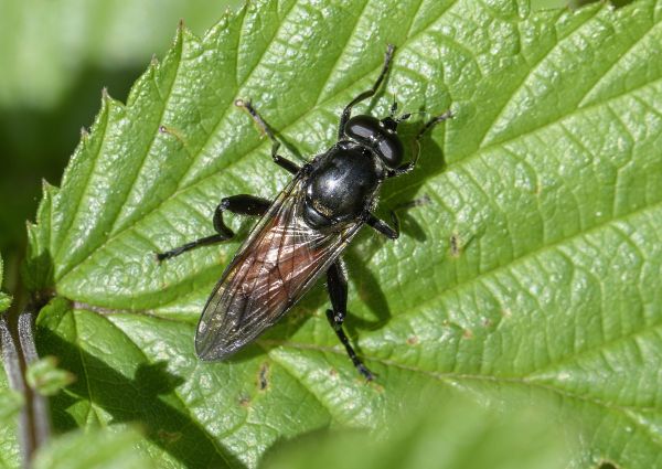 Brachypalpoides lentus