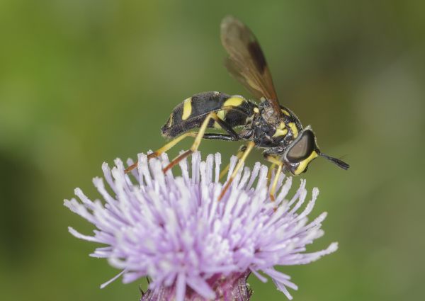 Chrysotoxum bicinctum