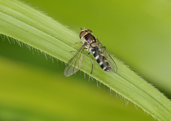 Meligramma guttatum