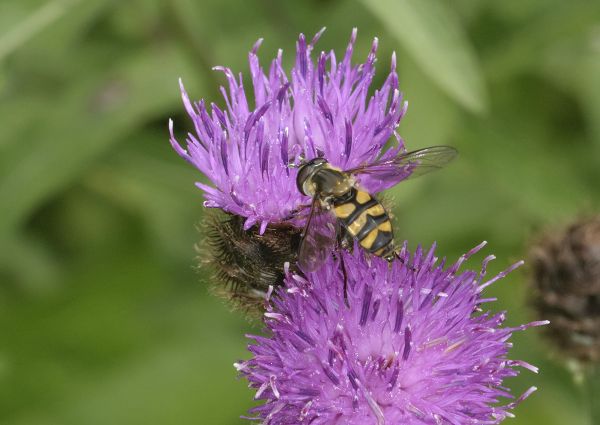 Didea fasciata