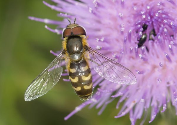 Scaeva selenitica
