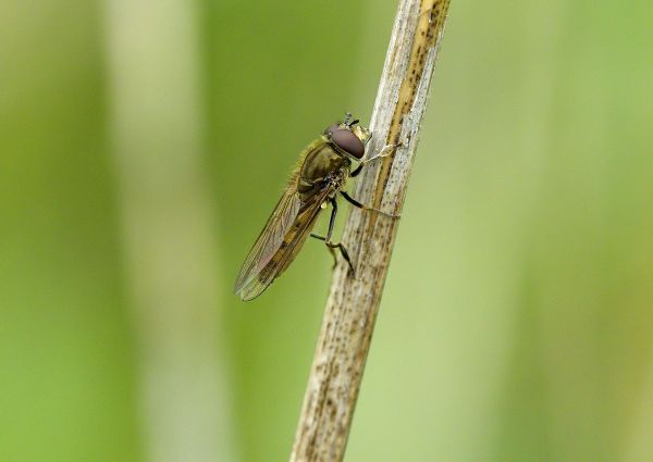 Platycheirus tarsalis