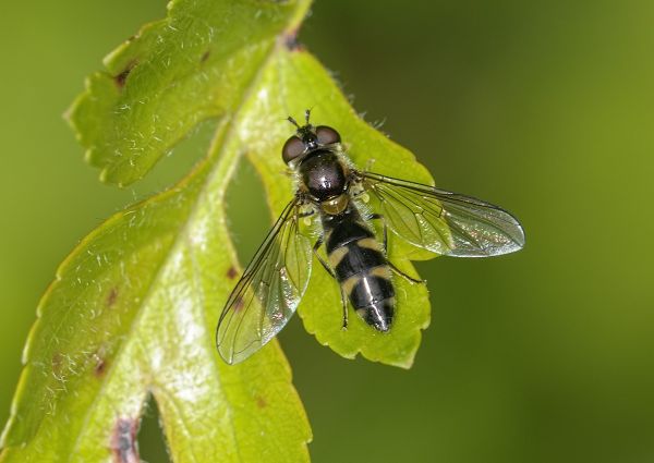 Meligramma trianguliferum