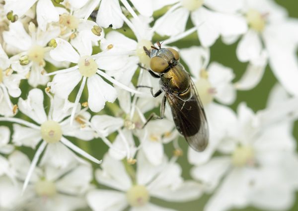 Riponnensia splendens