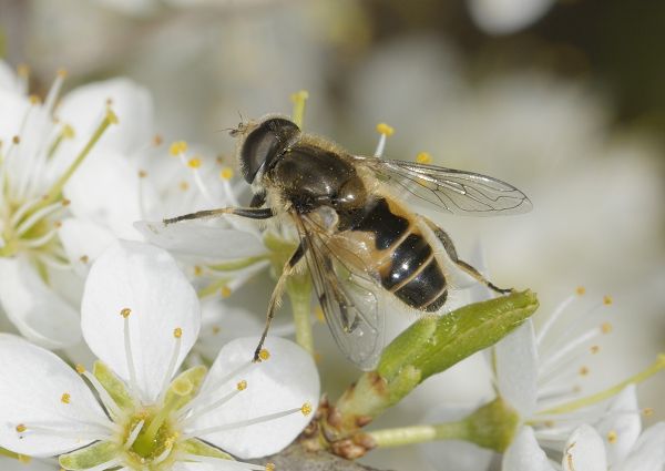 Eristalis arbustorum