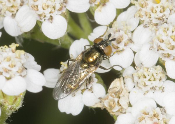 Lejogaster metallina