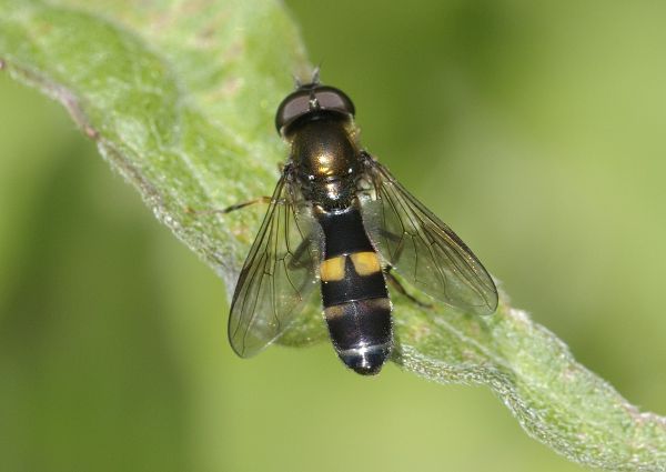 Platycheirus rosarum