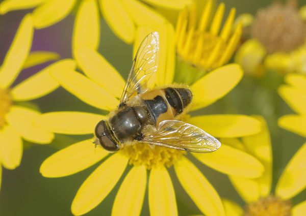 Eristalis arbustorum