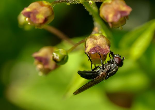 Cheilosia variabilis