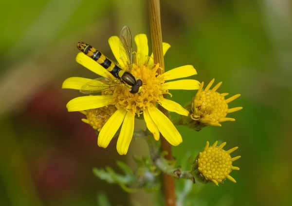 Sphaerophoria scripta