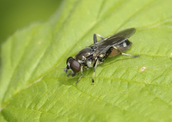 Xylota jakutorum