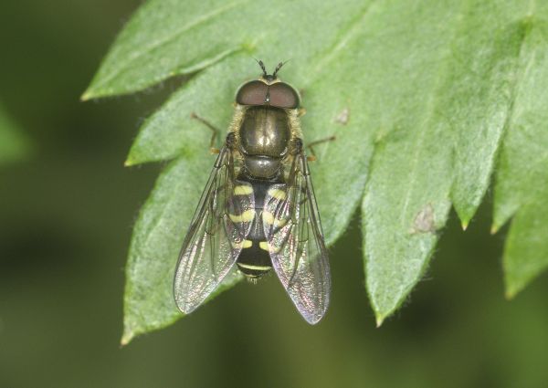 Dasysyrphus pinastri