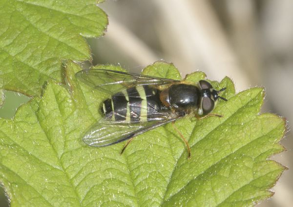 Dasysyrphus tricinctus