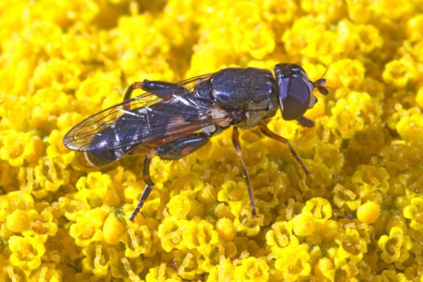 Syritta pipiens Aug 2017