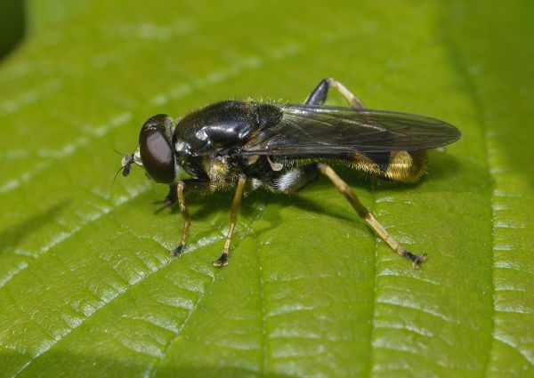Xylota sylvarum