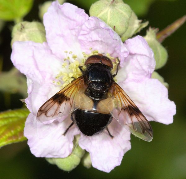 Volucella pellucens