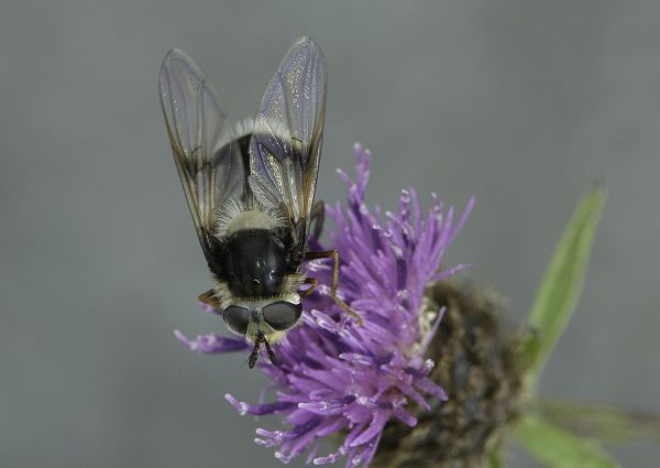 Eriozona syrphoides