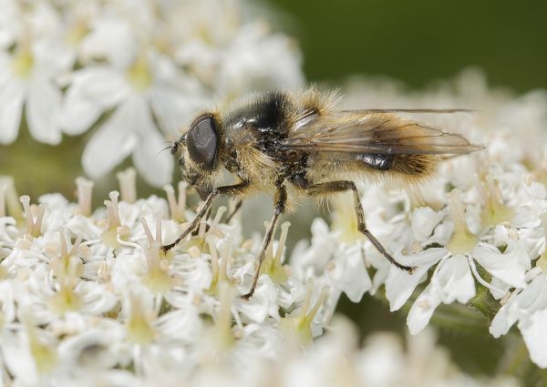 Cheilosia illustrata