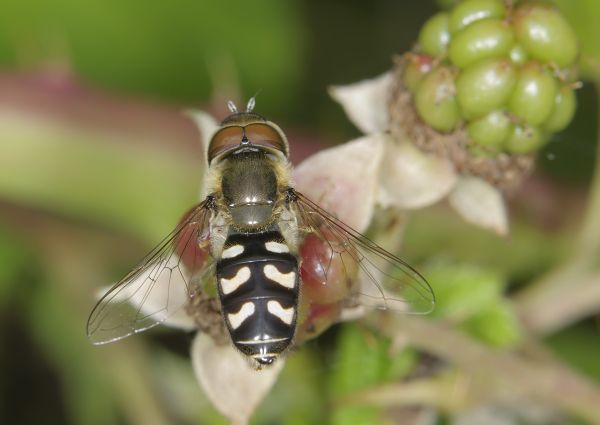 Scaeva pyrastri