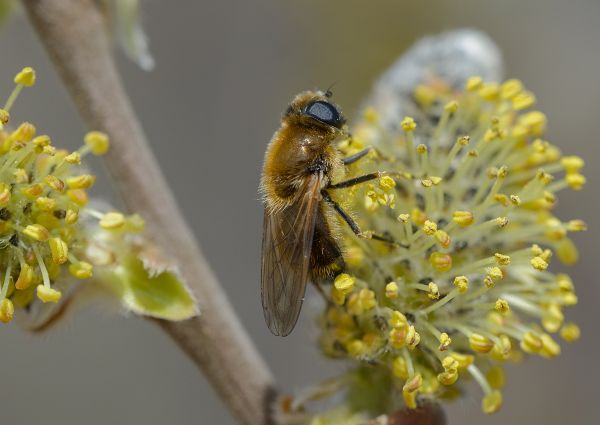 Cheilosia grossa