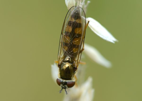 Platycheirus clypeatus