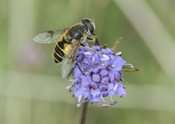 Eristalis horticola