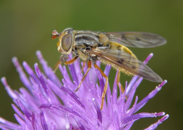 Ferdinandea cuprea