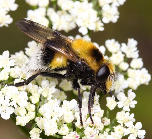 Volucella bombylans white tailed