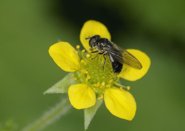 Neocnemodon vitripennis