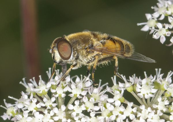 Eristalis horticola