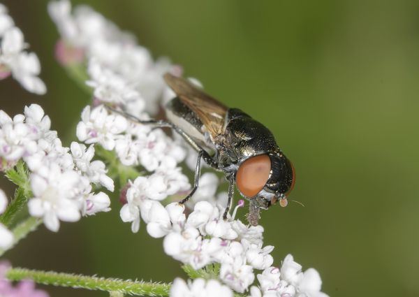 Chrysogaster cemiteriorum