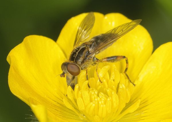 Anasimyia lineata