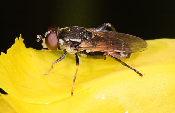 Tropidia scita