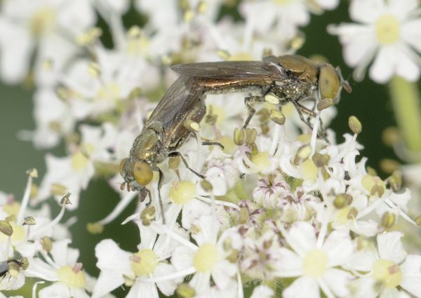 Riponnensia splendens