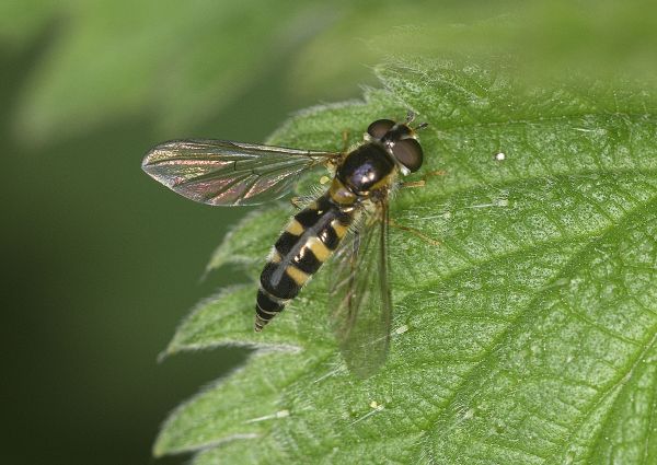 Meligramma trianguliferum