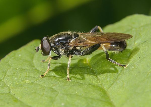 Xylota segnis