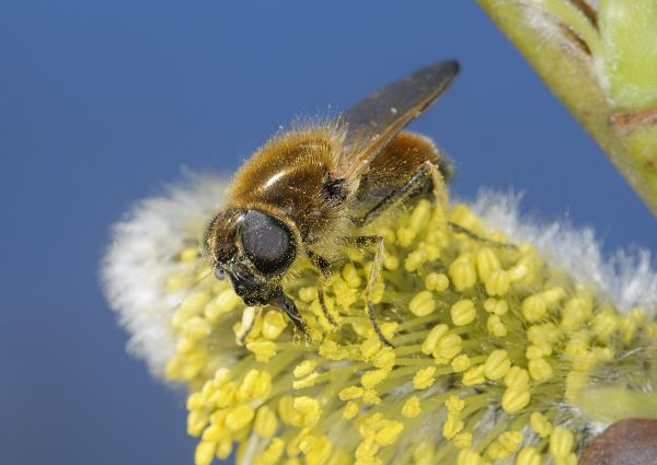 Cheilosia grossa