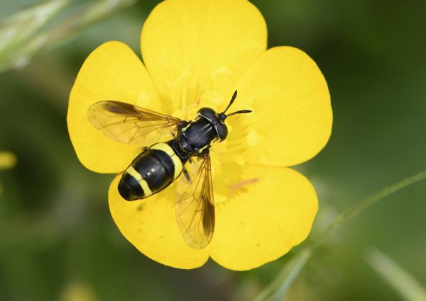 Chrysotoxum bicinctum
