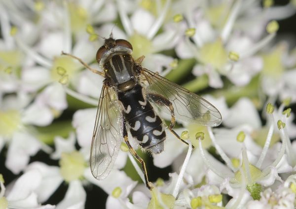 Anasimyia contracta