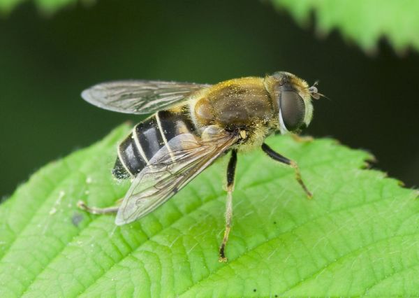 Eristalis nemorum